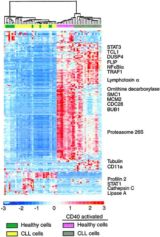 Figure 3. Results of hierarchical clustering. Unsupervised hierarchical clustering analysis of gene expression of CLL and healthy B cells that were CD40 activated or mock activated for 3 days based on 247 genes that demonstrated sufficient variability to be included in the analysis. Representative genes are named.