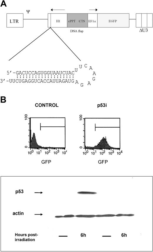 Figure 1. p53 knockdown in human hematopoietic precursors. (A) Schematic representation of the lentiviral RNA interference vector pTRIPΔU3-EF1α p53. The predicted short hairpin RNA targeting the human p53 is shown. (B) Human hematopoietic progenitors (CD34+) were isolated and transduced with the lentiviral vector pTRIPΔU3-EF1α p53 and, after 1 week in culture with cytokines, were sorted based on the expression of GFP. Cells were then γ-irradiated. Six hours later, whole-cell extracts were prepared, separated using 10% SDS-polyacrylamide gel electrophoresis (SDS-PAGE), and immunoblotted to detect human p53. The blot was reprobed with an antibody against β-actin as a loading control.