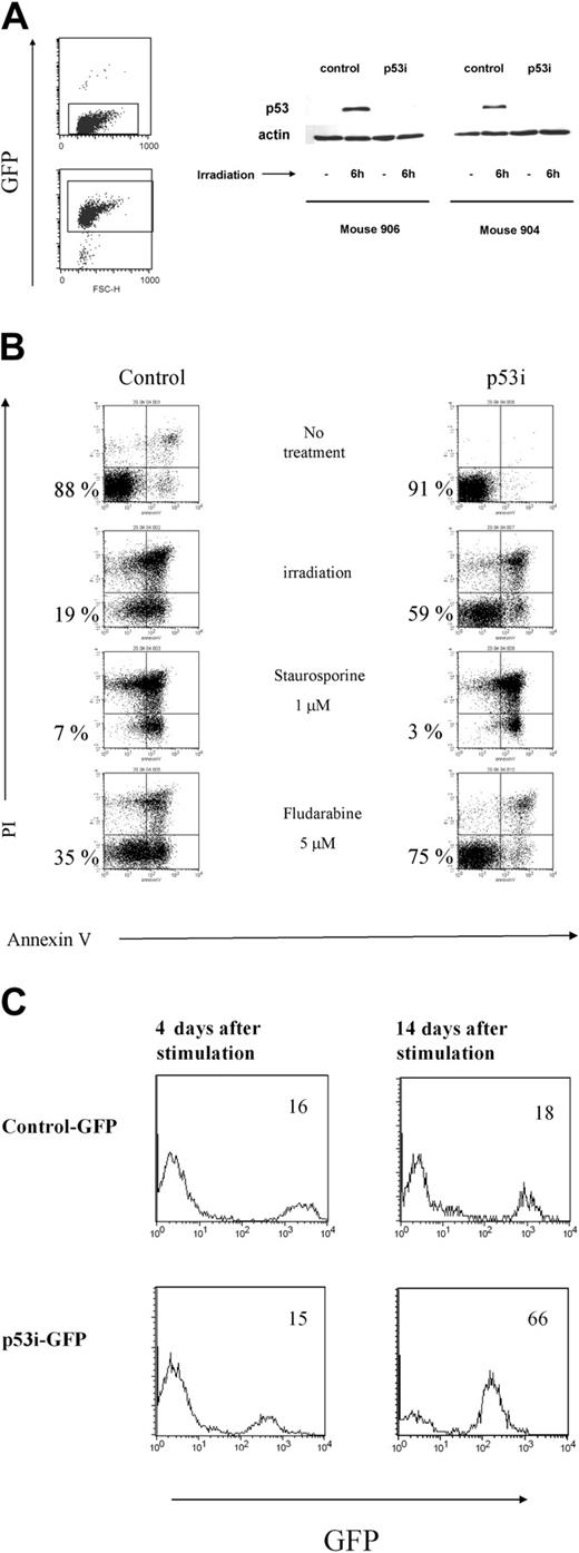 Figure 6. Lentivirus construct is present and active in mature cells derived from transduced human CD34+ precursors. (A) T cells were isolated from spleens and PB of mice reconstituted with transduced human CD34+ cells and were expanded in vitro and sorted based on the expression of GFP. Cells were then γ-irradiated. Six hours later, whole-cell extracts were prepared, separated on 10% SDS-PAGE, and immunoblotted to detect human p53. A Western blot with antibody against β-actin was used as a control. Results from 2 mice are shown. (B) T cells expressing the p53i or control-GFP constructs were treated with different stimuli and assayed 24 hours later for apoptosis induction using a combination of propidium iodine (PI) and Annexin V double staining and flow cytometry. Double-negative cells represent the viable population (indicated by the percentages). (C) Reduced content of p53 favors the outgrowth of mature T cells derived from human CD34+ precursors. T cells were isolated from spleens and PB of mice reconstituted with transduced human CD34+ cells and were expanded in vitro, as described in “Materials and methods.” The percentage of GFP+ cells was established by flow cytometry at 2 different time points after stimulation.