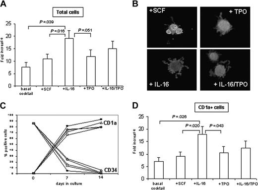Figure 1. Cell proliferation and differentiation of CD34+ progenitor cells in different culture conditions. (A) After 14 days, the total number of cells expanded in vitro in the presence of IL-16 added to the basal cocktail was higher than in the presence of the other cytokine combinations. The mean fold increase over cell number plated on day 0 is shown. Mean ± SEM from 16 independent experiments. Comparison between treatments performed with the 2-tailed t test. (B) Morphology of the cells after 14 days of culture. The majority of the cells showed lobulated nuclei and numerous fine cytoplasmic projections, as assessed by AO staining. Photographs were taken under a Leitz-DIALUX22 fluorescence microscope (Leica, Milan, Italy) equipped with a Kodak DX7590 camera (Kodak-italia, Milan, Italy). Original magnification × 400. No differences were observed among the different culture conditions. (C) Down-regulation of CD34 and up-regulation of CD1a expression after 7 and 14 days of culture in the presence of the different cytokine combinations. IL-16 (♦) added to the basal cocktail (▵) appeared to be more efficient than SCF (▴), TPO (•), and IL-16 plus TPO (▪) in inducing the differentiation of CD34+ cells into DCs. The mean of 9 independent experiments is shown. (D) After 14 days, the number of DCs expanded in vitro in the presence of IL-16 added to the basal cocktail was higher than in the presence of the other cytokine combinations. The mean fold increase, obtained by multiplying the percentage of CD1a+ cells for the absolute number of viable cells, is shown. Mean ± SEM from 16 independent experiments. Comparison between treatments performed with the 2-tailed t test.