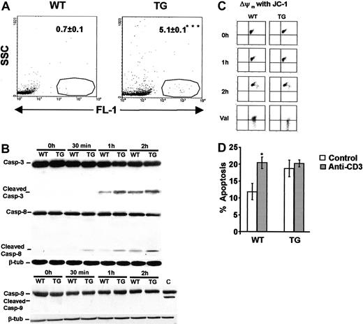 Figure 3. Apoptosis analyses of thymocytes from WT and TG mice. (A) Histograms show apoptosis, measured by TUNEL technology, of freshly isolated WT and TG thymocytes from a representative experiment. Numbers indicate the percentage apoptosis values from 6 independent experiments. ***P < .0005. (B) Western blot analyses of thymocytes from WT and TG mice left uncultured (0 h), or after 30 minutes, 1 hour, or 2 hours of culture. In each Western blot, bands that represent procaspase-3 or -9 are labeled “casp-3” or “casp-9,” Whereas activated forms of caspases are labeled “cleaved casp-3,” “cleaved casp-8,” or “cleaved casp-9.” respectively. In the caspase-9 panel, C indicates the positive control DEX-treated thymocytes. β-Tubulin expression for each Western blot is also reported. (C) Dot plots represent Δψm of fresh thymocytes (0 h), or thymocytes cultured for 1 or 2 hours. Dot plots labeled “val” show the positive controls (thymocytes treated with valinomycin). (D) Bars represent percentage apoptosis of thymocytes cultured with (▦) or without coated anti-CD3 mAb (□). *P < .05.