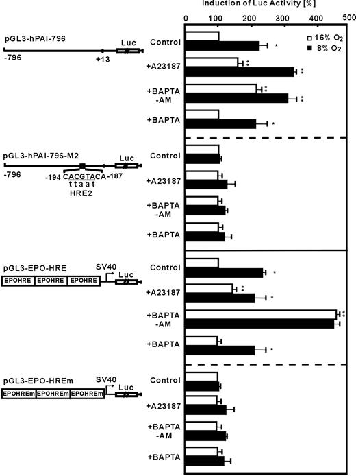 Figure 2. Modulation of HIF-1-dependent PAI-1 promoter and EPO-HRE luciferase activity by A23187 and BAPTA-am. HepG2 cells were transfected with either luciferase (Luc) gene constructs driven by a wild-type 796-base pair (bp) human PAI-1 promoter (pGL3-hPAI-796), or the 796-bp promoter mutated at the HRE-2 (pGL3-hPAI-796-M2) site. In addition, Luc gene constructs containing 3 copies of the EPO HRE element in front of the simian virus 40 (SV40) promoter (pGl3EPO-HRE) or mutated EPO-HREm were used. The transfected cells were treated with A23187 (0.1 μM), BAPTA-am (5 μM), or BAPTA (5 μM) and further cultured 24 hours under normoxia (16% O2) or hypoxia (8% O2). In each experiment the LUC activity of pGL3-hPAI-796, pGL3-hPAI-796-M2, pGL3-EPO-HRE, or pGL3-EPO-HREm transfected cells at 16% O2 was set to 100%. Values are means ± SEM of 3 independent culture experiments. Statistics, Student t test for paired values: *P ≤ .05, versus 16% O2 in the same group, **P ≤ .05, versus the control groups at the same pO2.