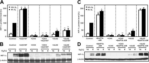 Figure 4. Modulation of A23187- and BAPTA-am-dependent HIF-1α induction by Act D and CHX. HepG2 cells were pretreated with Act D (5 μg/mL) or CHX (10 μg/mL) for 30 minutes, then stimulated with A23187 (5 μM) or BAPTA-am (5 μM) under normoxia (16% O2) or hypoxia (8% O2) for 4 hours. HIF-1α protein was detected by Western blot analysis. (A,C) The expression of HIF-1α under hypoxia was set to 100%. Values are means ± SEM of 3 independent culture experiments. Statistics, Student t test for paired values: *P ≤ 0.05 versus controls at the same pO2; **P ≤ .05 versus A23187 treatment group at the same pO2. (B,D) Representative Western blot. Protein (100 μg) from the whole-cell extract was subjected to Western analysis with an antibody against HIF-1α or β-actin. Autoradiographic signals were obtained by chemiluminescence and scanned by videodensitometry.