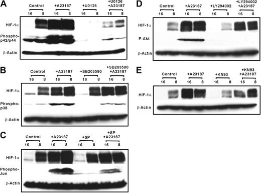Figure 6. A23187 induces HIF-1α via activation of p42/p44 ERK. HepG2 cells were pretreated for 30 minutes with different kinase inhibitors U0126 (A), SB203580 (B), SP SP600125 (C), LY294002 (D), or KN93 (E), followed by the treatment with A23187 (5μM). Cells were further cultured under normoxia or hypoxia. Proteins were harvested after 4 hours for HIF-1α and after 15 minutes for the respective kinase blot and detected by Western blotting with antibodies against phospho-p44/42-ERK, phospho-p38, phospho-Jun, and phospho-Akt (see “Materials and methods”).
