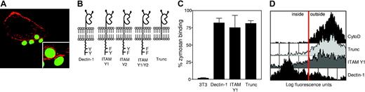 Figure 2. Zymosan phagocytosis by Dectin-1 is actin-dependent and requires the ITAM-like motif in the cytoplasmic tail of the receptor. (A) NIH-3T3 cells stably expressing full-length Dectin-1 bind and internalize FITC-labeled zymosan particles (green) through actin-rich phagocytic cups. Actin was visualized by staining with TRITC-labeled phalloidin (red) and phagocytosis was not synchronized. (B) Schematic representation of the constructs used in these experiments demonstrating the position of the various cytoplasmic tail mutations. (C) Comparative binding of FITC-labeled zymosan to NIH-3T3 fibroblasts transduced with selected constructs. (D) FACS-based analysis showing the extent of zymosan internalization by the indicated transductants. The red line indicates the threshold between cells with external or internalized zymosan, as determined by inhibition of uptake with cytochalasin D (CytoD). The data shown are representative of 3 independent experiments.