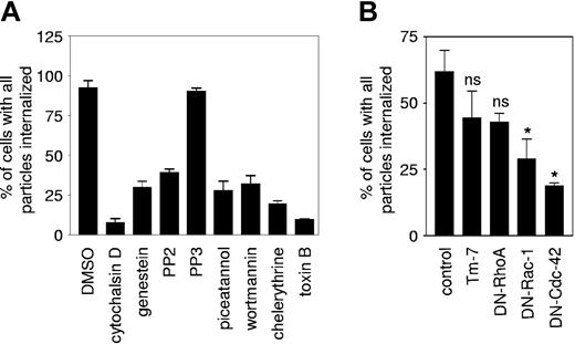 Figure 3. Dectin-1-mediated phagocytosis resembles that of FcγR in transduced NIH-3T3 fibroblasts. (A) The effect of pharmacologic inhibitors on Dectin-1-mediated zymosan uptake was determined using flow cytometry, as described in “Materials and methods.” Zymosan phagocytosis was synchronized and allowed to occur for 60 minutes before quantitation. DMSO (dimethyl sulfoxide) represents a solvent-alone control. (B) Dectin-1-expressing NIH-3T3 cells were transfected with the dominant-negative Rho-GTPase constructs N19RhoA, N17Rac-1, and N17Cdc42 24 hours prior to quantitation of phagocytic capacity by flow cytometry. A transfection control, without DNA, was included to demonstrate the effects of the transfection on particle uptake. The values shown are the mean ± SEM of data pooled from 3 independent experiments and are expressed relative to uptake in cells in medium only. *P < .05.