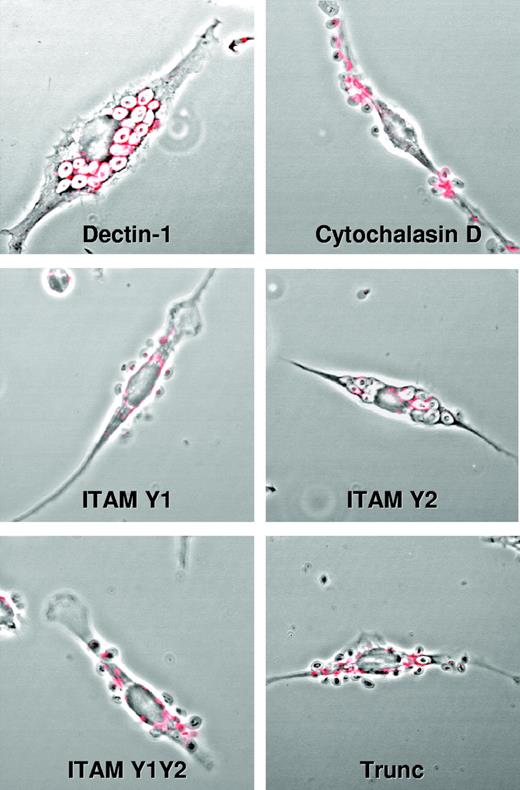 Figure 4. Zymosan phagocytosis in RAW264.7 macrophages expressing various forms of HA-tagged Dectin-1. RAW264.7 macrophages expressing Dectin-1 lacking the cytoplasmic tail (Trunc) or mutations in the membrane proximal tyrosine of the cytoplasmic ITAM-like motif (Y1 and Y1/Y2) were unable to internalize bound zymosan. No effect on phagocytosis was observed with mutations in the membrane distal tyrosine (Y2). Cells expressing full-length Dectin-1 were pretreated with cytochalasin D to block internalization, as a control. Zymosan phagocytosis in these cells was synchronized and allowed to occur for 60 minutes. Dectin-1 was visualized by staining for the HA tag (red), using an APO oil immersion lens at 60× magnification, 1.4 NA.