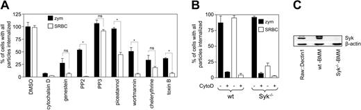 Figure 5. Comparison of Dectin-1 and FcγR-mediated phagocytosis in macrophages, demonstrating that Dectin-1-mediated phagocytosis is Syk-independent. (A) RAW264.7 cells expressing Dectin-1 were incubated with the various inhibitors, as indicated in “Materials and methods,” prior to synchronized uptake of equal numbers of particles of zymosan or antibody-opsonized SRBCs for 30 minutes. The amount of uptake was normalized relative to the DMSO solvent control to allow direct comparison between experiments, although there was no significant difference in uptake between the zymosan or antibody-opsonized SRBCs fed control cells (84.9 ± 5.1 versus 76.24 ± 12.33, respectively). The data presented were pooled from 3 independent experiments and are shown as the mean ± SEM. * indicates significant differences (P < .05) in uptake between the 2 receptors; ns indicates not significant. (B) Comparative phagocytosis of unopsonized zymosan and antibody opsonized SRBCs in wild-type (wt) and Syk deficient (Syk-/-) bone marrow-derived macrophages. Cytochalasin D (CytoD) was added to inhibit phagocytosis, as a control in these experiments. The figure shows the mean ± SEM of data pooled from 3 independent experiments. (C) Anti-p72Syk Western blot demonstrates the presence or absence of Syk in whole-cell lysates, as indicated. Zap70 was also not detected in any of the lysates (data not shown).