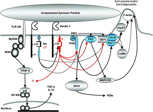 Figure 8. Schematic representation of Dectin-1-mediated signaling in macrophages. Dectin-1 ITAM-like motif becomes phosphorylated on ligand binding and is likely to recruit a novel SH2-containing kinase that mediates many of the downstream signaling pathways. The signaling mediators examined in this report are shown in blue and putative novel mediators are shown in red. Red lines indicate proposed signaling pathways mediated by these intermediates and black lines indicate previously suggested (dotted lines) or established (solid lines) interactions.1,11,12,26,42