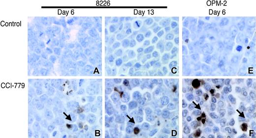 Figure 4. CCI-779 induces myeloma cell apoptosis. Representative slides of TUNEL-stained sections for 8226- and OPM-2-challenged mice treated with vehicle or 20 mg/kg CCI-779. Original magnification, ×40. Arrows show several TUNEL-positive apoptotic nuclei.