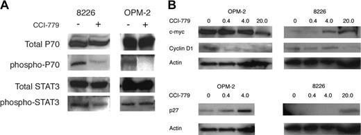 Figure 6. CCI-779's effects on p70S6kinase phosphorylation and cell-cycle regulatory proteins in vivo. After 5 days of vehicle alone or CCI-779 treatment (20 mg/kg) in 8226- or OPM-2-challenged mice, tumor nodules were harvested, and extracted protein was immunoblotted for expression of total p70S6kinase (p70), phosphorylated p70, total STAT-3, or phosphorylated STAT-3. This experiment was repeated 2 additional times with identical results. (B) Effects of CCI-779 on expression of cyclin D1, p27, and c-myc. OPM-2- or 8226-challenged mice were treated with vehicle alone or varying doses of CCI-779 (shown above blots as mg/kg) for 5 days, after which tumor nodules were harvested, and extracted protein was immunoblotted for expression of p27, c-myc, cyclin D1, and actin. This experiment was repeated once with identical results.