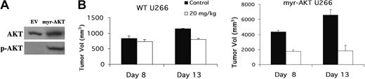 Figure 7. AKT activity in myr-AKT-transfected U266 cells. (A) Expression of total and phosphorylated AKT (Ser473) was determined in U266 cells transfected with myr-AKT or empty vector (EV) control cells, as described in “Materials and methods.” (B) AKT activity regulates tumor sensitivity to CCI-779. Mice (8 per group) were challenged subcutaneously with 3 × 107 myr-AKT transfected U266 or EV-transfected U266 cells, as described in Figure 2. When tumor size reached 200 mm3, mice were randomly assigned to receive vehicle alone (▪) or 20 mg/kg CCI-779 (□) intraperitoneally for 10 days, as described in “Materials and methods.” Results indicate the mean ± SEM volume (mm3) of CCI-779-treated tumors compared with vehicle control tumors assayed on days 8 and 13 of treatment.