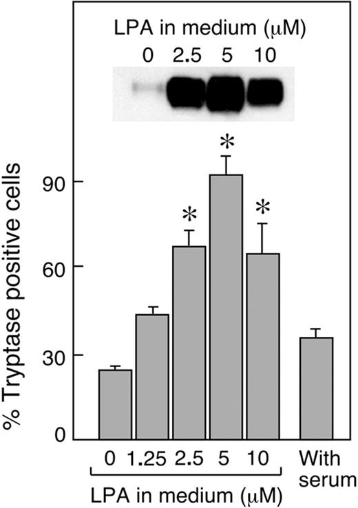 Figure 2. Dose-dependent effect of LPA supplementation on cell tryptase expression. SDS-PAGE immunoblot (top) showing immunoreactivity for tryptase with an antibody that recognized α- and β-human tryptases in whole cell lysates prepared from 1 × 105 cells developed for 3 weeks in serum-free medium of SCF, IL-6, and IL-10, with or without the indicated concentrations of LPA. Data are from 1 of 3 representative experiments. Percentages of cells exhibiting tryptase immunoreactivity (bottom) with the same antibody are shown as the mean ± SEM from 3 experiments performed. *P < .05.