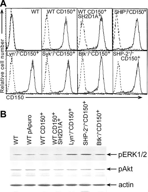 Figure 1. Levels of CD150, pERK1/2, and pAkt expressed in DT40 transfectants. (A) Cell surface expression of CD150 on DT40 transfectants. DT40 cells were transfected with CD150 alone or together with SH2D1A. Stable transfectants were stained with the anti-CD150 mAb IPO-3 or with isotype-matched mAb (dotted histograms) and evaluated by flow cytometry analysis. (B) Basal levels of ERK1/2 and Akt phosphorylation in DT40 transfectants. Transfection of CD150 with or without SH2D1A into DT40 cell line did not induce changes in the basal levels of ERK1/2 and Akt phosphorylation compared to WT DT40 cells and WT DT40 cells transfected with empty vector. Western blot analyses of cell lysates. Western blot with anti-actin serum served as a control for equal protein loading (bottom panel).