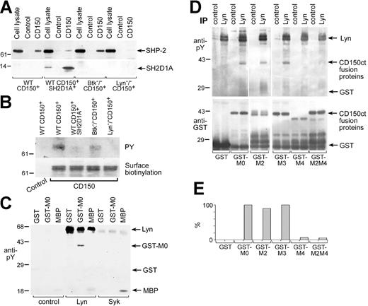 Figure 2. Lyn is involved in CD150 tyrosine phosphorylation. CD150-SHP-2 association in DT40 transfectants depends on Lyn. Anti-SHP-2 (A, top panel), anti-SH2D1A (lower panel), and antiphosphotyrosine (B, top panel) Western blots on CD150 immunoprecipitated with anti-CD150 mAb. The binding of SH2D1A to CD150 reduced the association of CD150 with SHP-2. The CD150-SHP-2 association was BTK-independent, completely depended on Lyn expression and CD150 tyrosine phosphorylation. Amount of CD150 in immunoprecipitates was controlled by surface biotinylation of CD150 (B, bottom panel). One of 5 experiments. (C) Lyn directly phosphorylates CD150. Lyn and Syk tyrosine kinases were immunoprecipitated from cell line MP-1, and cold in vitro kinase assays followed by antiphosphotyrosine Western blot were performed. GST fusion protein of CD150ct (GST-CD150ct) and MBP served as a substrate in in vitro kinase assays. One of 3 experiments. (D) Lyn predominately phosphorylates Y327 in CD150ct (MU). Cold in vitro kinase assays on Lyn immunoprecipitates were performed using the following substrates: GST and GST-CD150ct with point mutations Y281F (M2), Y307F (M3), Y327 (M4), and Y281/327F (M2M4). Antiphosphotyrosine Western blot (top panel) and anti-GST Western blot (bottom panel). Concentrations of GST-proteins based on anti-GST blot were taken into account for densitometry analysis of anti-phosphotyrosine Western blot (E). One of 3 experiments.
