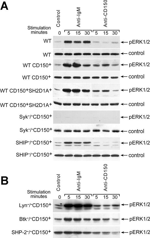Figure 3. CD150-initiated ERK1/2 phosphorylation was not affected by SH2D1A cotransfection but was dependent on SHIP. (A) Lyn-/- CD150+, Btk-/- CD150+, and SHP-2-/- CD150+ cells had elevated basal levels of ERK phosphorylation, and ERK phosphorylation did not exceed control levels after CD150 ligation. (B) WT DT40 cells and DT40 cells transfected with empty pApuro or pApuro/pcDNA3 vectors served as negative controls. Each sample contained lysate from 106 cells. Equal loading was monitored in all experiments by anti-p38 MAPK kinase or anti-actin Western blot (control panels). One of 5 experiments.