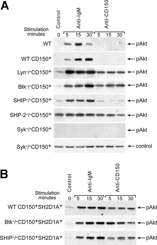 Figure 4. Regulation of CD150-mediated Akt activation. (A) Cross-linking of CD150 on WT CD150+ DT40 transfectants did not induce Akt phosphorylation on S473. Lyn and Btk were involved in negative regulation of CD150-mediated Akt pathway. SHP-2-/- DT40 transfectant showed constitutive high level of pAkt phosphorylation, but neither BCR nor CD150 ligation on Syk-deficient cells was able to trigger the Akt pathway. (B) Cotransfection of CD150 and SH2D1A resulted in rapid CD150-mediated activation of Akt that was SHIP-independent. Wild-type DT40 transfected with empty pApuro or pApuro/pcDNA3 vectors served as negative controls. Western blot analysis on cell lysates. Each sample contained lysate from 106 cells. Equal loading was monitored by anti-p38 MAPK kinase or anti-actin Western blot in all experiments (control panels). One of 5 experiments.