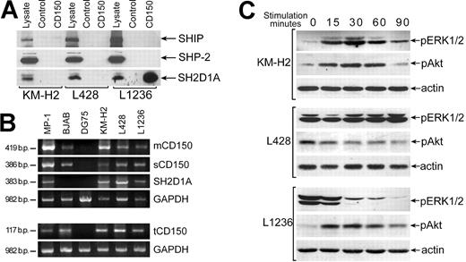 Figure 7. CD150 is linked to the ERK1/2 and Akt pathways in HD cell lines. (A) SH2D1A coprecipitated with CD150 in the L1236 cell line but did not associate with CD150 in the KM-H2 and L428 HD cell lines (bottom panel). Anti-SH2D1A Western blot on CD150 immunoprecipitates. SHIP and SHP-2 did not associate with CD150 in HD cell lines (top and middle panels). Western blot with anti-SHP-2 and anti-SHIP. One of 3 experiments. (B) All CD150 splice forms (mCD150, sCD150, and tCD150) and SH2D1A were expressed in HD cell lines. RT-PCR analysis. MP-1 lymphoblastoid cell line, BJAB, and DG75 Burkitt lymphoma cell lines served as positive and negative controls. (C) Cross-linking of CD150 on HD cell lines affects the level of ERK1/2 and Akt phosphorylation. Anti-pERK1/2 and anti-pAkt Western blot analyses on cell lysates. Western blot with antiactin controlled for equal loading (bottom panels).
