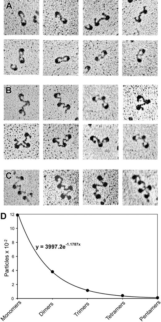 Figure 4. Transmission electron microscopy of αIIbβ3 oligomers observed in the presence of Mn2+. (A) Most frequently, dimers were observed with 1-tail or 2-tail touching. (B) There were fewer integrin trimers. (C) Tetramers and larger oligomers were rare. (D) Size distribution of αIIbβ3 oligomers. These data were fit to an exponential function using Microsoft Excel. (A-C) Magnification, × 170 000.