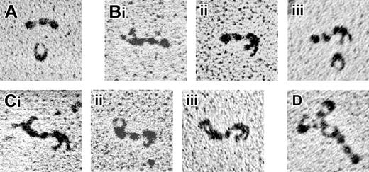 Figure 5. Transmission electron microscopy of αIIbβ3-fibrinogen complexes formed in the presence of Mn2+. (A) Separate αIIbβ3 and fibrinogen molecules. (B-C) Bimolecular and trimolecular complexes of αIIbβ3 and fibrinogen. It is noteworthy that the αIIbβ3 molecules involved in these complexes all were in the open conformation. (D) Fibrinogen bound to an αIIbβ3 oligomer. Magnification, × 170 000.