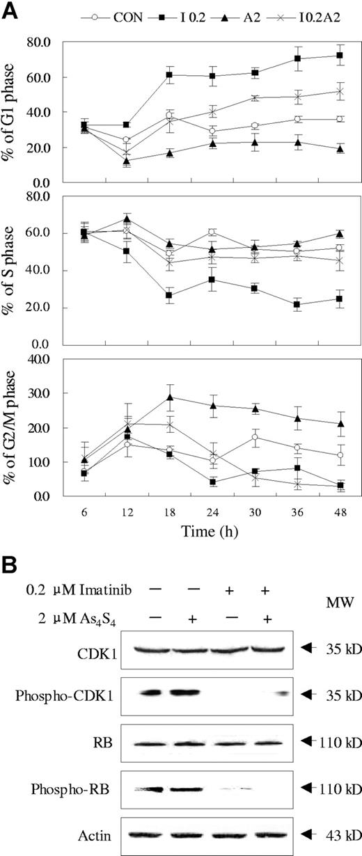 Figure 3. Effects of imatinib and/or As4S4 on cell cycle distribution of K562 cells. (A) The cell cycle distribution analysis of K562 cells incubated with As4S4 and/or imatinib at different time points (n = 3, mean ± SD). CON indicates control; I 0.2, 0.2 μM imatinib; A2, 2 μM As4S4; and I 0.2A2, 0.2 μM imatinib and 2 μM As4S4. (B) Western blot analysis of some cell cycle–related proteins in K562 cells treated with imatinib and/or As4S4 for 48 hours.