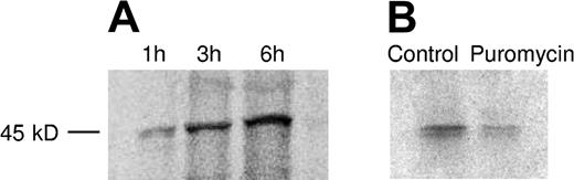 Figure 3. Metabolic radiolabeling and immunoprecipitation of platelet PAI-1. (A) Isolated platelets were incubated in the presence of 35S-methionine for 1, 3, and 6 hours. Platelet lysate and medium were immunoprecipitated with PAI-1 (ab-1) and the precipitated protein was separated with SDS-PAGE and subsequently examined by autoradiography. This yielded a protein of the expected molecular mass (approximately 45 kD), and the increasing amount of radioactive PAI-1 over time confirmed that there is an ongoing synthesis. (B) To inhibit protein synthesis, platelets were incubated for 6 hours in the presence of 1 mM puromycin, resulting in attenuated PAI-1 expression.