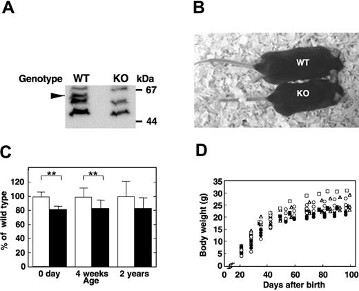 Figure 1. Growth retardation of APEX2-null mice. (A) No APEX2 protein was detected in the Apex2 KO mouse. Whole-cell extracts of thymocytes from wild-type (WT) and Apex2 KO mice were prepared. APEX2 protein in extracts was detected by Western blotting using anti-APEX2 antibody as indicated by an arrowhead. (B) Photograph of an F6 15-week-old APEX2-null male mouse (KO) and its wild-type littermate (WT). Body weights of the KO and WT mice were 19.9 g and 27.2 g, respectively. (C) Mean values ± standard deviation (SD) of body weights of male mice with each genotype at an age of 0 days (F10 mice, 7 WT and 12 KO), 4 weeks (F9 mice, 10 WT and 13 KO), and 2 years (F3 mice, 12 WT and 7 KO) are shown. Open columns indicate WT; solid columns, KO mice. **P < .01. No asterisk indicates not statistically significant (P > .05). (D) Growth curves of APEX2-null males and their wild-type littermates. Each symbol tracks the growth of an individual mouse. Littermates with different genotypes are indicated with the same symbol. Open symbols indicate WT; closed symbols, KO mice.