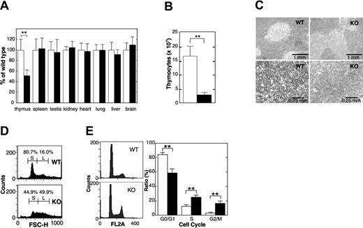 Figure 2. Thymic atrophy in APEX2-null mice. (A) Organ weight. The body weight and weight of each organ of 32- or 33-day-old F7 male mice were measured, and the weight of each organ was normalized to the body weight of each mouse. The weight of each organ of APEX2-null mice (KO) was expressed relative to the weight of the corresponding organ of wild-type mice (WT) and shown as a percentage ± SD of the WT value. Open columns indicate WT (n = 11); solid columns, KO mice (n = 13). **P < .01. No asterisk indicates not statistically significant (P > .05) (B) Total number of thymocytes. Means ± SD of the total number of thymocytes in thymus from 4-week-old male mice are shown. Open column indicates WT (n = 7); solid column, KO mice (n = 7). **P < .01. (C) Histology. Thin sections of thymi of 4-week-old male mice were fixed with formaldehyde, embedded in paraffin, and stained with hematoxylin and eosin. Left panels are WT; right panels are KO mouse. (D) Flow cytometric analysis of thymocyte sizes. Thymocytes from WT (upper panel) and KO (lower panel) mice were analyzed by flow cytometry. Size distributions of thymocytes represented by forward scatter heights (FSC-Hs) are shown in histograms. Fractions of small and large thymocytes are indicated by S and L, respectively. (E) APEX2-null thymocytes show abnormal progression of the cell cycle. Isolated nuclei were stained with propidium iodide and cell cycle distribution was determined by flow cytometry. Left panels indicate representative histograms of DNA contents in isolated nuclei of thymocytes from WT (n = 7) and KO mice (n = 8). The distribution of isolated nuclei in each cell cycle phase was determined with the use of ModFit software and is shown with SD in the right panel. **P < .01.