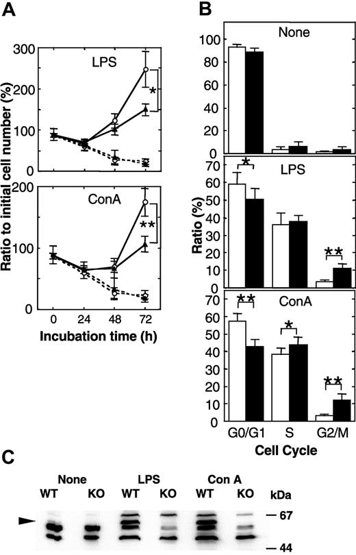 Figure 4. Delayed progression of the cell cycle during proliferation of peripheral lymphocytes. (A) Mitogen-induced proliferation of splenocytes of wild-type (WT, n = 4) and APEX2-null (KO, n = 4) mice. Splenocytes were stimulated with LPS or ConA, and numbers of viable cells were counted under a microscope. Mean values ± SD are indicated. ○ indicates WT; ▴, KO. Solid lines represent cells incubated with mitogens; dotted lines indicate that no stimulant was used. **P < .01. *P < .05. (B) Cell cycle distribution of proliferating splenocytes. DNA contents of isolated nuclei stained with propidium iodide were analyzed by flow cytometry. Distribution of isolated nuclei in each cell cycle phase is shown as a percentage ± SD. Open columns indicate WT (n = 7); closed columns, KO mice (n = 10). **P < .01. *P < .05. (C) Induction of APEX2 expression by stimulation with LPS or ConA for 48 hours. APEX2 protein in whole-cell extracts of splenocytes from WT and KO mice was detected by Western blotting using anti-APEX2, as indicated by the arrowhead.