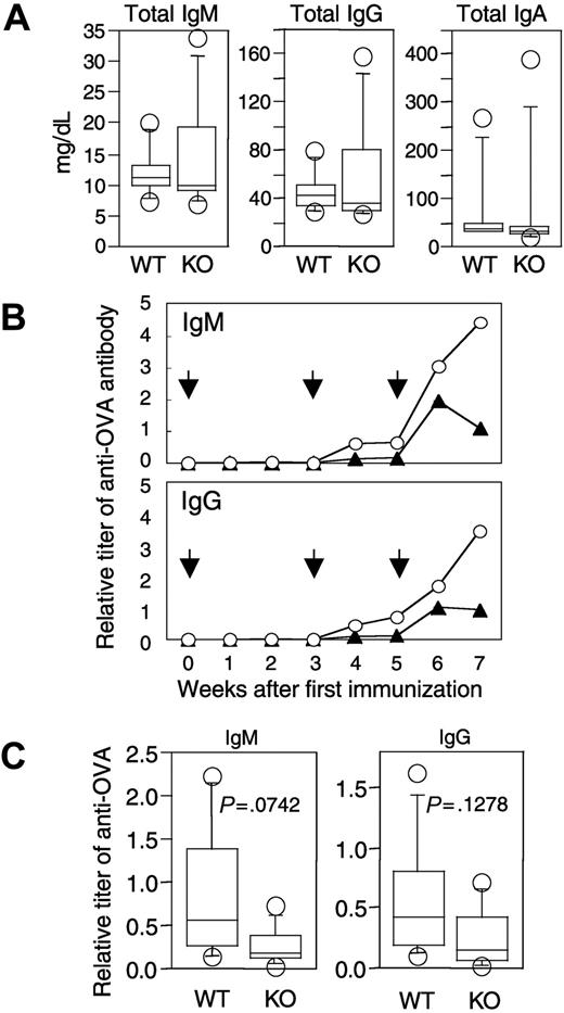 Figure 5. Immunoglobulin levels in peripheral blood of naive and immunized APEX2-null mice. (A) Concentrations of IgM, IgG, and IgA of 11-week-old naive wild-type (WT, n = 7) and APEX2-null mice (KO, n = 8). Concentrations of immunoglobulins in serum are shown with box-and-whisker plots. In each plot, the box is bound top and bottom by upper and lower quartiles, and the statistical median is shown as a horizontal line within the box. The whiskers extend outward from the box to the farthest points that are not outliers (circles). The concentration of each immunoglobulin (IgM, IgG, or IgA) in serum of APEX2-null mice was not significantly different from that of wild-type mice (Mann-Whitney U test, P > .05). (B) Time-dependent induction of antigen-specific antibodies in wild-type and APEX2-null mice after immunization with OVA. Eleven-week-old wild-type (n = 6) and APEX2-null (n = 6) mice were immunized with 300 μg OVA on days 0, 21, and 35 as shown by arrows. Animals were separated into 2 groups, and serum was collected biweekly from each group of mice on alternate weeks. The mean titers of anti-OVA IgM and IgG of wild-type mice (○) and APEX2-null mice (▴) are shown as line graphs. (C) OVA-specific antibodies in wild-type and APEX2-null mice immunized with OVA for 4 weeks. A total of 8 mice were immunized with OVA as described in panel B. The titers of their serum anti-OVA IgM and IgG are shown with box-and-whisker plots. Differences between wild-type and APEX2-null mice were not statistically significant (Mann-Whitney U test, P > .05).