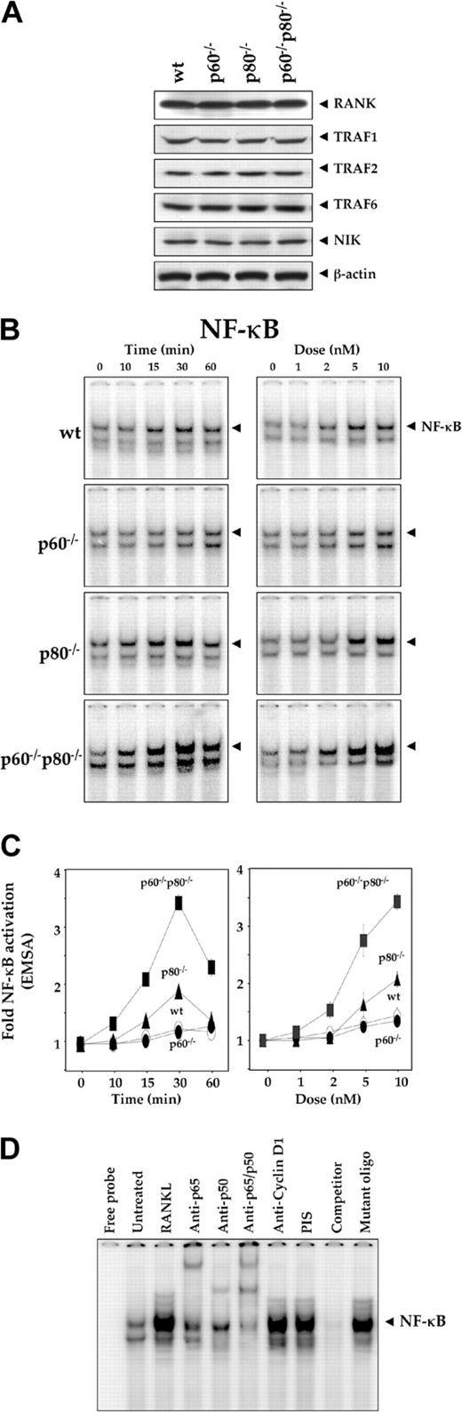 Figure 1. Deletion of TNF receptors enhances RANKL-induced activation of NF-κB. (A) Deletion of TNF receptors has no effect on the expression of RANKL signaling-related proteins. Whole-cell extracts were prepared from wild-type and TNF receptor-deleted macrophages, resolved by SDS-PAGE, and electrotransferred to a nitrocellulose membrane. Western blot analysis was performed using anti-RANKL, TRAF1, TRAF2, TRAF6, and NIK antibodies as described in “Materials and methods.” The same membrane was reblotted with anti-β-actin antibody. (B) Time- and dose-dependent NF-κB activation by RANKL in wild-type and TNF receptor-deleted macrophages. 1.0 × 106 cells were treated with 5 nM RANKL for the indicated times or with the indicated concentrations of RANKL for 30 minutes. Nuclear extracts were prepared and analyzed for NF-κB activation by EMSA as described in “Materials and methods.” (C) Graphical representation of the results shown in panel B. Results are expressed as fold activation over the untreated control; bars represent standard deviation. (D) Supershift and specificity of NF-κB. Nuclear protein was extracted from untreated or 5-nM RANKL-treated p60-/-p80-/- macrophages, incubated for 30 minutes with different antibodies, probed with nonlabeled NF-κB oligo, and then assayed for NF-κB activity by EMSA as described.