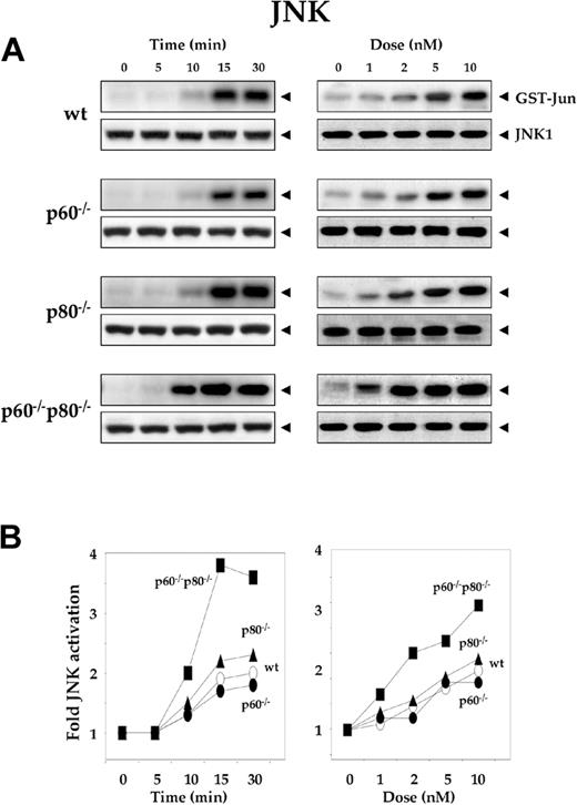 Figure 3. Deletion of TNF receptors sensitizes macrophages to RANKL-induced activation of JNK. (A) Time- and dose-dependent JNK activation by RANKL in wild-type and TNF receptor-deleted macrophages. 1.0 × 106 cells were treated with 5 nM RANKL for the indicated times or with the indicated concentrations of RANKL for 15 minutes. Whole-cell extracts were prepared, incubated with anti-JNK1 antibody, and immunoprecipitated with protein A/G-Sepharose beads. The beads were washed and subjected to kinase assay as described in “Materials and methods.” Fifty micrograms of the same protein extract was resolved by 10% SDS-PAGE and electrotransferred to a nitrocellulose membrane. Western blot analysis was performed using anti-JNK1 antibody. (B) Graphical representation of the results shown in panel A.