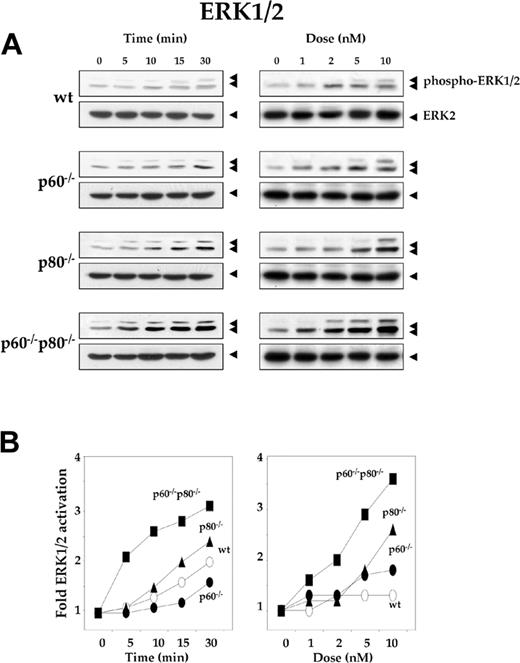 Figure 4. Deletion of TNF receptors sensitizes macrophages to RANKL-induced activation of ERK1/2. (A) Time- and dose-dependent ERK1/2 activation by RANKL in wild-type and TNF receptor-deleted macrophages. 1.0 × 106 cells were treated with 5 nM RANKL for the indicated times or with the indicated concentrations of RANKL for 15 minutes. Whole-cell extract (50 μg) was resolved by 10% SDS-PAGE and electrotransferred to a nitrocellulose membrane. Western blot analysis was performed using phospho-specific anti-ERK1/2 antibody as described in “Materials and methods.” The same membrane was reblotted with anti-ERK2 antibody. (B) Graphical representation of the results shown in panel A.