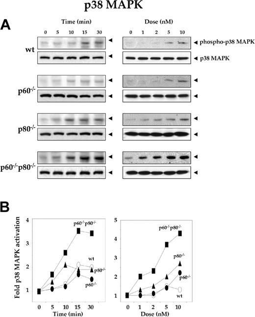 Figure 5. Deletion of TNF receptors sensitizes macrophages to RANKL-induced activation of p38 MAPK. (A) Time- and dose-dependent p38 MAPK activation by RANKL in wild-type and TNF receptor-deleted macrophages. 1.0 × 106 cells were treated with 5 nM RANKL for the indicated times or with the indicated concentrations of RANKL for 15 minutes. Whole-cell extract (50 μg) was resolved by 10% SDS-PAGE and electrotransferred to a nitrocellulose membrane. Western blot analysis was performed using phospho-specific anti-p38 MAPK antibody as described in “Materials and methods.” The same membrane was reblotted with anti-p38 MAPK antibody. (B) Graphical representation of the results shown in panel A.