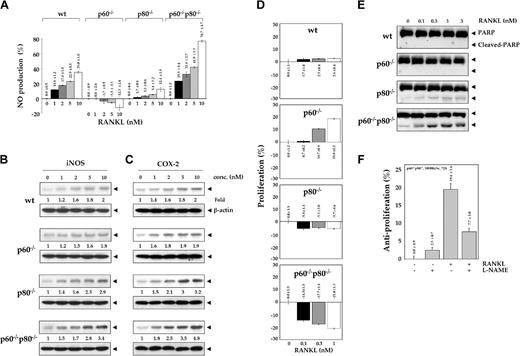 Figure 6. Deletion of TNF receptors potentiates RANKL-induced NO production and induction of iNOS expression. (A) Effect of RANKL on the production of NO in wild-type and TNF receptor-deleted macrophages. 1.0 × 106 cells were treated with the indicated concentrations of RANKL for 12 hours. Culture medium was collected, and NO production was determined by using Griess reagent as described in “Materials and methods.” Numbers on top of the bars indicate percentage of change ± SD. (B) Effect of RANKL on the expression of iNOS in wild-type and TNF receptor-deleted macrophages. One million cells were treated with various concentrations of RANKL for 12 hours. Whole-cell extract (50 μg) was resolved by 7.5% SDS-PAGE and electrotransferred to a nitrocellulose membrane. Western blot analysis was performed using anti-iNOS antibody as described in “Materials and methods.” The same membrane was reblotted with anti-β-actin antibody. (C) Effect of RANKL on the expression of COX-2 in wild-type and TNF receptor-deleted macrophages. 1.0 × 106 cells were treated with the indicated concentrations of RANKL for 12 hours. Whole-cell extract (50 μg) was resolved by 7.5% SDS-PAGE and electrotransferred to a nitrocellulose membrane. Western blot analysis was performed using anti-COX-2 antibody as described in “Materials and methods.” The same membrane was reblotted with anti-β-actin antibody. (D) Effect of RANKL on the cell viability of wild-type and TNF receptor-deleted macrophages. 5.0 × 103 were seeded in 0.1 mL culture media in 96-well plates and exposed to the indicated concentrations of RANKL for 72 hours in triplicate, and then cell viability was determined using the MTT assay as described in “Materials and methods.” Numbers indicate percentage of change ± SD. (E) RANKL induces caspase-activated PARP cleavage in TNF receptor-deleted macrophages. 1.0 × 106 cells were treated with the indicated concentrations of RANKL for 24 hours. Whole-cell extract (50 μg) was resolved by 7.5% SDS-PAGE, electrotransferred to a nitrocellulose membrane, and probed for PARP using anti-PARP antibody as described in “Materials and methods.” (F) Antiproliferative effects of RANKL require NO production. 1.0 × 104 p60-/-p80-/- macrophages were seeded in 0.1 mL culture media in 96-well plates, preincubated with 100 μM L-NAME for 1 hour, and then exposed to 1 nM RANKL in triplicate. After 72 hours, cell viability was determined by the MTT method as described in “Materials and methods.” Numbers on top of the bars indicate percentage of change ± SD.