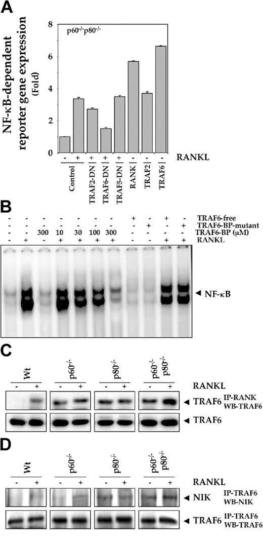Figure 7. Role of TRAF6 and NIK in RANKL signaling. (A) Dominant-negative TRAF6 and TRAF2, but not TRAF5, suppress RANKL-induced NF-κB reporter gene expression in p60-/-p80-/- macrophages. 0.5 × 106 cells were transiently transfected with a NF-κB-containing plasmid alone or with indicated plasmids for 24 hours. After transfection, cells were washed and treated with 10 nM RANKL for an additional 24 hours. The supernatants of the culture medium were assayed for SEAP activity as described in “Materials and methods.” (B) TRAF6-binding protein suppresses RANKL-induced NF-κB activation in p60-/-p80-/- macrophages. 1.0 × 106 cells were pretreated with the indicated concentrations of TRAF6-binding protein (TRAF6-BP), 300 μM TRAF6-free, or 300 μM TRAF6-BP mutant peptide and then treated with 5 nM RANKL for 30 minutes. Nuclear extracts were prepared and analyzed for NF-κB activation by EMSA as described in “Materials and methods.” (C) Deletion of TNF receptors potentiates recruitment of TRAF6 into RANK complex. 1.0 × 107 cells were treated with 10 nM RANKL for 15 minutes; whole-cell extracts were prepared, incubated with anti-RANK antibody for 2 hours, and then immunoprecipitated with protein A/G-Sepharose beads. The beads were washed and resolved by 10% SDS-PAGE and electrotransferred to a nitrocellulose membrane. Western blot analysis was performed using anti-TRAF6 antibody. Fifty micrograms of the same protein extract was resolved by 10% SDS-PAGE and electrotransferred to a nitrocellulose membrane. Western blot analysis was performed using anti-TRAF6 antibody. (D) Deletion of TNF receptors potentiates association of NIK to TRAF6. 1.0 × 107 cells were either untreated or treated with 10 nM RANKL for 15 minutes; whole-cell extracts were prepared, incubated with anti-TRAF6 antibody for 2 hours, and then immunoprecipitated with protein A/G-Sepharose beads. The beads were washed and resolved by 7.5% SDS-PAGE and electrotransferred to a nitrocellulose membrane. Western blot analysis was performed using anti-NIK antibody. The same membrane was also blotted with anti-TRAF6 antibody.