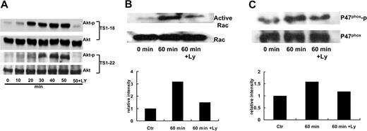 Figure 7. LFA-1 ligation induced Akt phosphorylation, p47 phox phosphorylation, and Rac-1 activation via a PI3K-dependent pathway. (A) U937 cells (1 × 106 cells for each condition) were preincubated with or without LY294002 (20 μM) and stimulated with TS1-18 and TS1-22 for the indicated time periods. The cell lysates were subjected to Western blot analysis using phospho-Akt antibody or Akt antibody to determine the activated and the total amount of the Akt protein. (B) U937 cells were pretreated with or without the PI3K inhibitor LY294002 (20 μM) for 15 minutes and stimulated with TS1-18 for 1 hour. The cell lysates were immunoprecipitated with rabbit anti-p47phox polyclonal antibody. The precipitants were then resolved with SDS-PAGE and subjected to Western blot analysis using antiphospho-serine antibody or a mouse anti-p47phox mAb. (C) After TS1-18 stimulation, cells were lysed and the Rac-1-activated fraction (Rac-1-GTP) was precipitated with GST-PAK beads. Aliquots of lysates were analyzed along with the precipitates by Western blotting using an anti-Rac-1 mAb. These experiments were repeated 3 times with similar results.