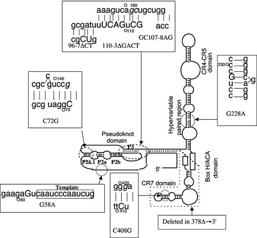 Figure 1. The secondary structure of TERC, showing the mutations used in this study. The secondary structure domains are indicated. In the boxes the mutated bases are indicated by capital letters. The bases complementary to mutations C72G, GC107-8AG, and C408G are shown in italics. The secondary structure elements in the pseudoknot domain referred to in the text are indicated. In this in vivo system, the telomerase components must be translocated to the nucleolus and assembled into the functional complex for any activity to be detected.