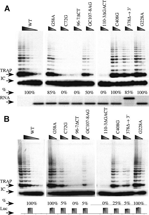 Figure 2. Detection of telomerase activity of the 8 TERC mutations through TRAP analysis. Detection of telomerase activity is shown in vitro (A) and in vivo (B). The arrows denote the start of the TRAP ladder (TRAP), the corresponding internal control (IC), the amount of activity in relationship to WT TRAP levels (%), and the control of the assay where an equal amount of RNA was loaded (RNA) or the levels of luciferase was measured (Luc) to control for the corresponding TRAP experiment. The mutations are shown above the panels. Serial dilutions of each lysate were assayed as described in “Materials and methods.” The percentage figures shown for the TRAP activities are approximate values derived from comparing TRAP ladders from serial dilutions from mutant samples with those from WT samples.