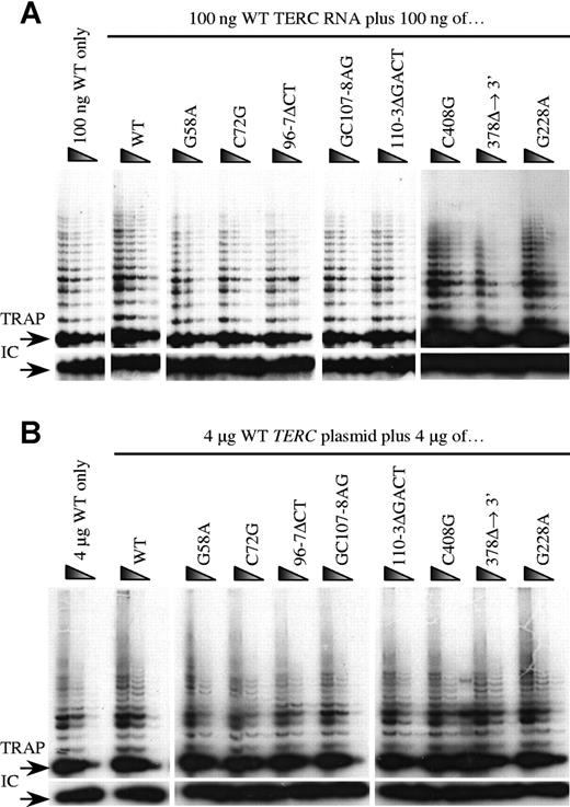 Figure 3. Detection of telomerase activity of the 8 TERC mutations mixed with WT TERC. Detection of telomerase activity is shown in vitro (A) and in vivo (B). The arrows denote the start of the TRAP ladder (TRAP) and the corresponding internal control (IC). For each experiment, 100 ng WT TERC RNA (A) or 4 μg WT TERC plasmid (B) was mixed with the same amount of mutant TERC, and the resulting telomerase activity was measured by TRAP assay.
