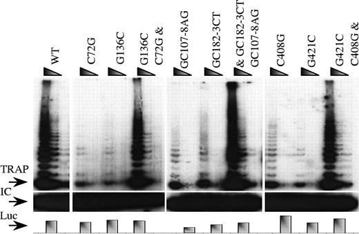 Figure 4. In vivo detection of telomerase activity of 3 TERC mutations with their corresponding complementary mutations and the double TERC mutations, in which the secondary structure is repaired. The arrows denote the start of the TRAP ladder (TRAP), the corresponding internal control (IC), and the control of the assay where an equal amount of RNA was loaded (RNA) or the levels of luciferase was measured (Luc) to control for the corresponding TRAP experiment.