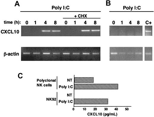 Figure 4. Poly I:C treatment stimulates CXCL10 chemokine production in human NK cells. (A-B) NK92 (A) or NKL (B) cell lines were stimulated with poly I:C for the indicated times, in the presence or absence of cycloheximide (CHX, 10 μg/mL); RT-PCR with specific primers for CXCL10 and for β-actin (as control) was then performed on total RNA. Positive control (C+) is represented by an RNA sample of poly I:C–stimulated NK92 cells processed in the same experiment. (C) CXCL10 secretion in culture supernatants of poly I:C–stimulated highly purified polyclonal NK cells (3 out of 4 donors) and NK92 cells was quantitated by specific ELISA. These data are representative of 1 out of at least 3 independent experiments.