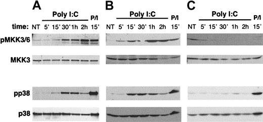 Figure 6. Poly I:C induces MKK3/6 and p38 MAPK activation in human NK cells. (A) Highly purified cultured NK (10 × 106 per sample), (B) NK92 (4 × 106 per sample), and (C) NKL (4 × 106 per sample) cells were stimulated with poly I:C at 37°C for the indicated times. Cell lysates were electrophoresed under reducing condition and blotted with antiphospho-MKK3/6 and anti-MKK3 (top panels) or antiphospho-p38 and anti-p38 Ab (bottom panels). PMA (50 ng/mL)/ionomycin (0.5 μM) (P/I) stimulation was used as positive control. These data are representative of 1 out of at least 4 independent experiments.