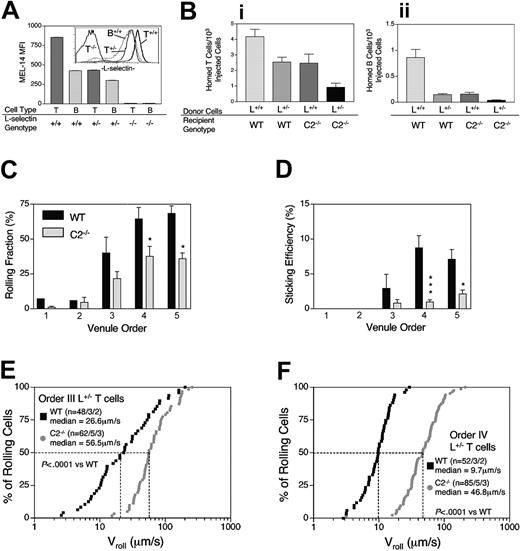 Figure 4. Effect of reducing L-selectin levels on lymphocyte trafficking to PLNs. (A) Expression of L-selectin on WT, L+/- (L-selectin+/-), and L-/- T and B cells. n = 3 mice per group. (inset) Histogram depicting L-selectin mean fluorescence intensity (MFI) of WT T cells (T+/+, thick solid line), WT B cells (B+/+, solid grey line), L+/- (T+/-), and L-/- (T-/-) T cells (solid lines). (B) One-hour homing of T cells (i) and B cells (ii) to WT and C2GlcNAcT-I-/- PLNs. For T cells, 1-way ANOVA with Bonferroni multiple comparison test revealed statistical significance (P < .05) between L+/+ cells in WT mice and L+/- cells in C2-/- mice. For B cells, 1-way ANOVA with Bonferroni multiple comparison test revealed statistical significance between L+/+ cells in WT mice and L+/- cells in WT mice (P < .05), L+/+ cells in WT mice and L+/+ cells in C2-/- mice (P < .01), and L+/+ cells in WT mice and L+/- cells in C2-/- mice (P < .01). When separate 2-group comparisons were performed using multiple unpaired 2-tailed Student t test, L+/-, T- and B-cell homing to WT PLNs was significantly different from that of all other groups (P < .05), except for L+/+ homing to C2-/- PLNs. n = 5 mice per group. Rolling fraction (C) and sticking efficiency (D) of L+/- T cells in WT and C2GlcNAcT-I-/- PLN venules. WT: n = 2 mice (order I, n = 1 venule; order II, 1; order III, 3; order IV, 6; order V, 5). C2GlcNAcT-I-/-: n = 4 mice (order I, 3 venules; order II, 4; order III, 8; order IV, 9; order V, 2). *P < .05, and ***P < .0001 compared with WT. (E-F) Rolling velocities of L+/- T cells in order III (E) and order IV (F) venules WT and C2GlcNAcT-I-/- PLN.