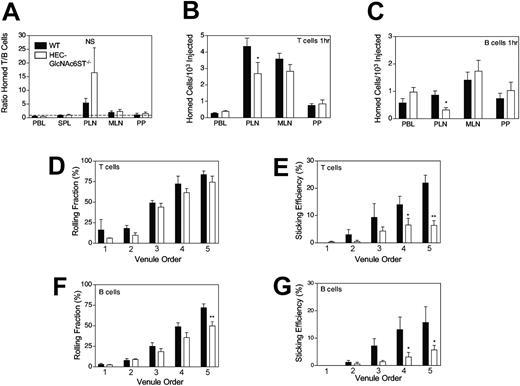 Figure 5. Differential T- and B-cell trafficking in HEC-GlcNAc6ST-/- PLNs. (A) The ratio of homed T and B cells to WT and HEC-GlcNAc6ST lymphoid organs. One-hour homing of (B) T cells and (C) B cells to WT and HEC-GlcNAc6ST-/- lymphoid organs. n = 5 to 6 mice per group. (D-E) T-cell and (F-G) B-cell rolling fraction (D, F) and sticking efficiency (E, G) in WT and HEC-GlcNAc6ST-/- PLN venules. NS indicates not significant. *P < .05 and **P < .01 compared with WT. WT for T cells: n = 4 mice (order I, 2 venules; order II, 5; order III, 6; order IV, 5; order V, 5); for B cells: n = 4 mice (order I, 5 venules; order II, 8; order III, 12; order IV, 9; order V, 9 venules). HEC-GlcNAc6ST for T cells: n = 2 mice (order I, 2 venules; order II, 3; order III, 5; order IV, 7; order V, 5); for B cells: n = 3 mice (order I, n = 3 venules; order II, 5; order III, 10; order IV, 13; order V, 11).