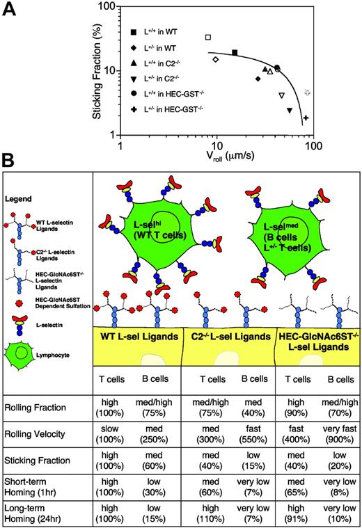 Figure 7. Glycan modification established a threshold for L-selectin-dependent lymphocyte adhesion. (A) Relationship between T-cell sticking fraction and Vroll velocity. Closed and open symbols correspond to order III and IV vessels, respectively. (B) Schematic diagram summarizing the contribution of glycan modifications and L-selectin-dependent lymphocyte interaction with PLN HEVs.