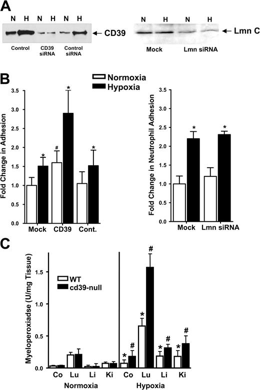 Figure 2. Decreased CD39 expression is associated with increased PMN adhesion to posthypoxic endothelia in vitro and in vivo. (A) HMEC-1 cells were loaded with CD39-specific siRNA, control ribonucleotide, mock-treated (control) or lamin A/C (Lmn C) siRNA controls and exposed to normoxia (N) or hypoxia (H; 2% normobaric oxygen for 48 h). Monolayers were washed, surface proteins were biotinylated, and cells were lysed. CD39 was immunoprecipitated and resolved by sodium dodecyl sulfate-polyacrylamide gel electrophoresis (SDS-PAGE), and resultant Western blots were probed with avidin-peroxidase. (B) HMEC-1s were loaded with specific CD39 siRNA, a nonspecific control siRNA, mock-treated (control), or lamin A/C siRNA and exposed to hypoxia or normoxia (48 h). BCECF-labeled FMLP-activated PMNs were added (105 PMNs per condition) and PMN adhesion was quantified by measuring fluorescence (*P < .05 compared with normoxic control and to normoxia; #P < .05 compared with normoxia). (C) cd39-null (▪) or wild-type littermate (□) mice were subjected to either normoxia (room air) or normobaric hypoxia (8% O2 and 92% N2) for 4 hours, and the indicated organs (colon, Co; lung, Lu; liver, Li; or kidney, Ki) were assessed for PMN accumulation by measuring myeloperoxidase activity (*P < .025 compared with normoxia; #P < .025 compared with wild-type). Data are presented as mean ± SEM.