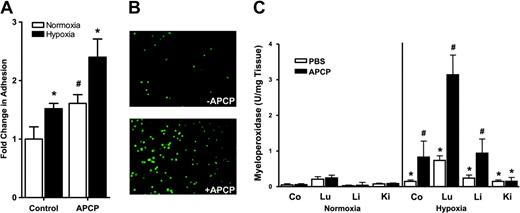 Figure 3. Influence of CD73 inhibition on PMN adhesion to the posthypoxic endothelia in vitro and in vivo. HMEC-1s were subjected to normoxia (pO2 147 mm Hg for 48 h, □) or hypoxia (pO2 20 mm Hg for 48 h, ▪) followed by measurement of FMLP-stimulated PMN adhesion in the presence and absence of the CD73 inhibitor αβmethylene-ADP (APCP, 10 μM). (A) PMN adhesion was quantified by assessment of adherent BCECF-labeled PMNs to normoxic or posthypoxic HMEC-1s. Results are presented as the fold change (± SD) in BCECF fluorescence (*P < .05 compared with normoxia; #P < .025 compared with PBS control). Panel B represents immunofluorescence imaging of BCECF-labeled PMNs adherent to posthypoxic endothelia in the absence (top) and presence of APCP (10 μM; bottom). In panel C, wild-type mice were administered APCP (20 mg/kg ntraperitoneally) or PBS and subjected to either normoxia (room air) or normobaric hypoxia (8% O2 and 92% N2) for 4 hours and indicated organs (colon, Co; lung, Lu; liver, Li; or kidney, Ki) were assessed for PMN accumulation by myeloperoxidase activity (*P < .025 compared with normoxia; #P < .025 compared with wild-type). Data are presented as mean ± SEM.