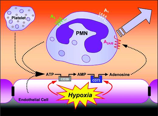 Figure 5. Proposed model of leukocyte-endothelial cross-talk at sites of inflammation. In areas of ongoing inflammation, diminished oxygen supply coordinates the induction of CD39 and CD73. At such sites, activated PMNs provide a readily available extracellular source of ATP, which through 2 enzymatic steps is metabolized to adenosine. Adenosine generated in this fashion is available for activation of PMN adenosine receptors, particularly the AdoRA2A and AdoRA2B, leading to decreased in PMN adhesion and transmigration. As such, this form of leukocyte-endothelial cell cross-talk may provide an innate mechanism to dampen ongoing inflammatory responses.