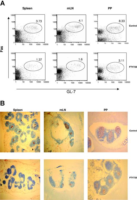 Figure 5. FTY720 treatment inhibits GC formation in the peripheral lymphoid tissues. (A) Spleen, LNs, and PPs from immunized mice treated with water or FTY720 were analyzed for GL7+Fas+ GC B cells by flow cytometry. Cells were stained with GL-7-FITC and anti-Fas-phycoerythrin (PE) (PharMingen). The numbers shown represent percentages of GL-7+Fas+ GC B cells within the lymphocyte gate. (B) In situ GC formation was evaluated by immunohistologic staining. GL-7 and anti-B220 monoclonal antibodies were used to label all B cells (blue) and GC B cells (red), respectively. Original magnification × 50. Similar results were obtained from 3 independent experiments with 3 to 5 mice per group.